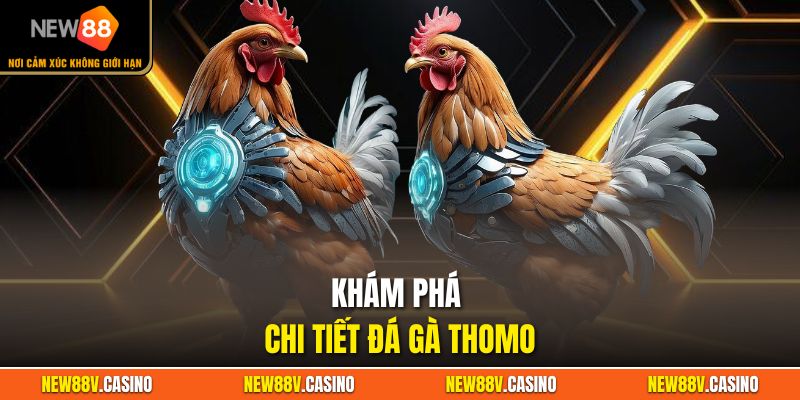 Khám phá chi tiết đá gà thomo